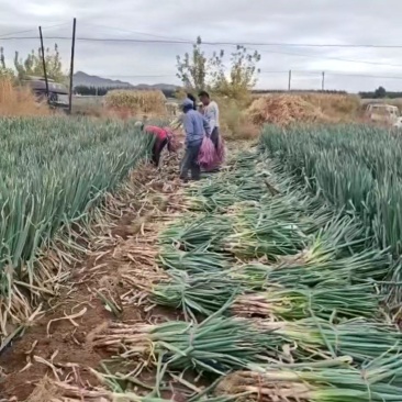 产地大量毛葱，净葱，批发，需要的联系我