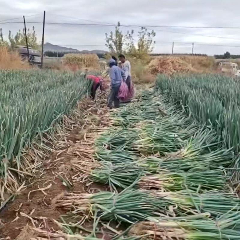 产地大量毛葱，净葱，批发，需要的联系我