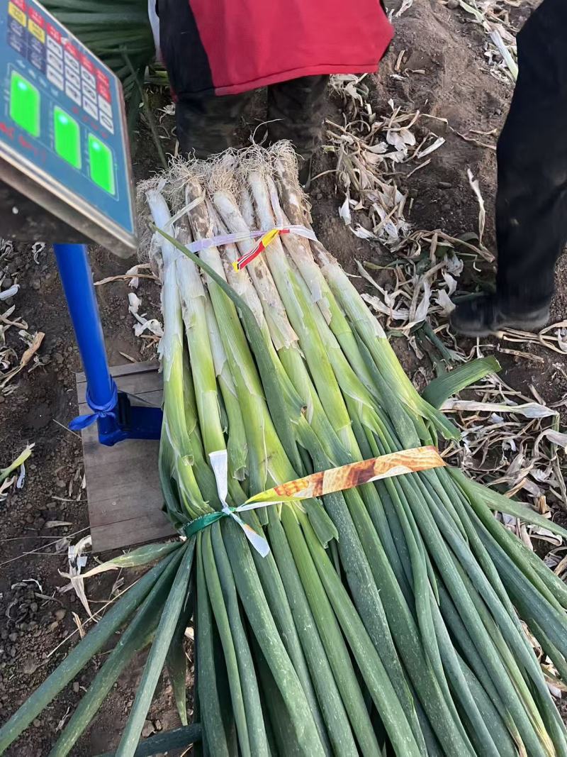 186铁杆精品，8686进村选葱7322上车。