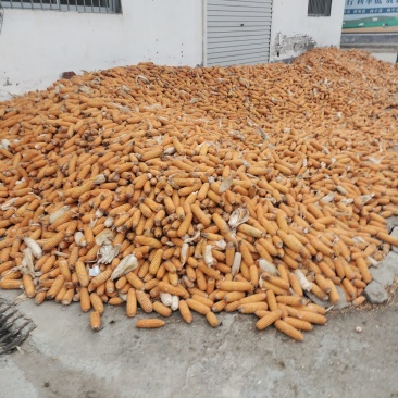 黄金粮玉米