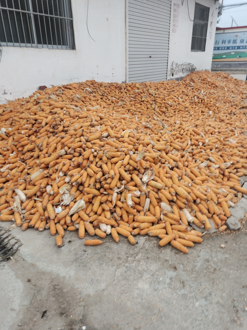 黄金粮玉米