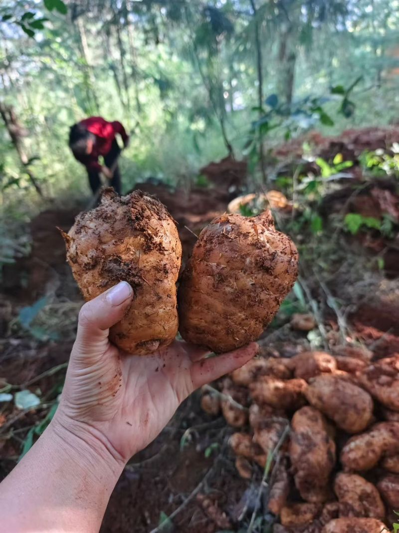 正宗小草坝天麻