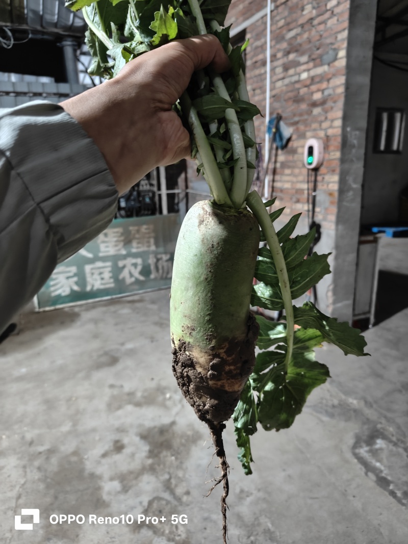 水果萝卜