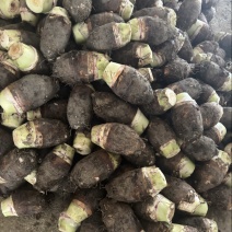 广西香芋产地直销包香包粉货源充足
