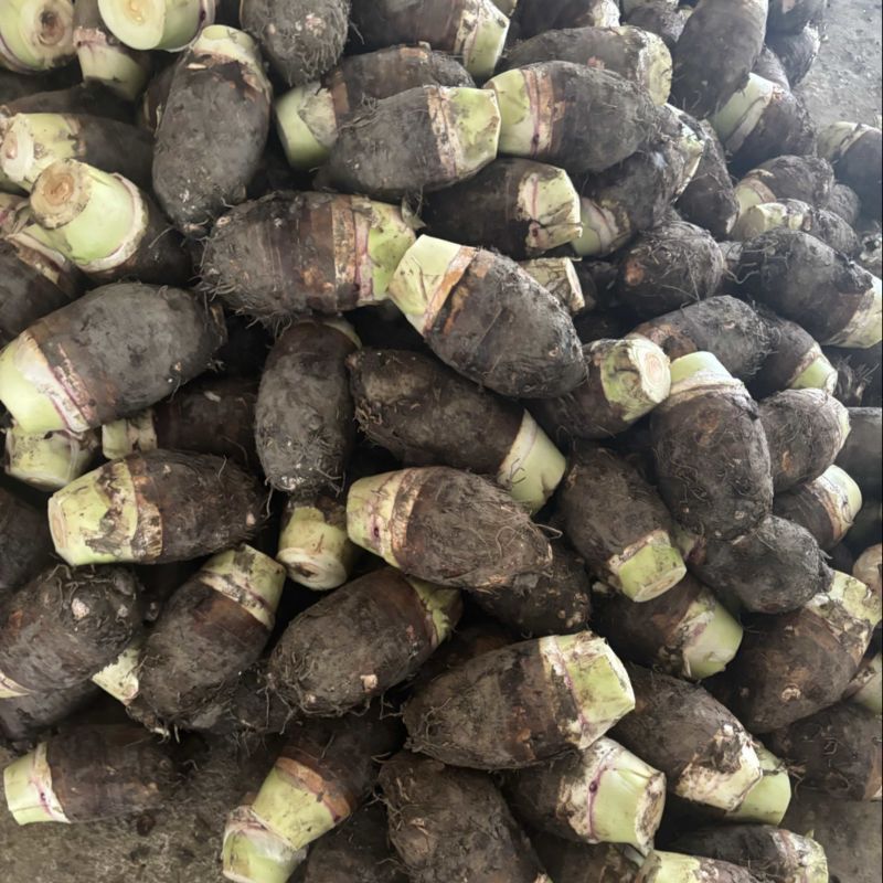 广西香芋产地直销包香包粉货源充足