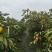 江苏省盐城市东台市小方红柿子大量上市期待合作