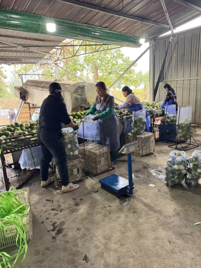 内黄圆青萝卜，产地直供，保质保量，对接大型商超量大优先