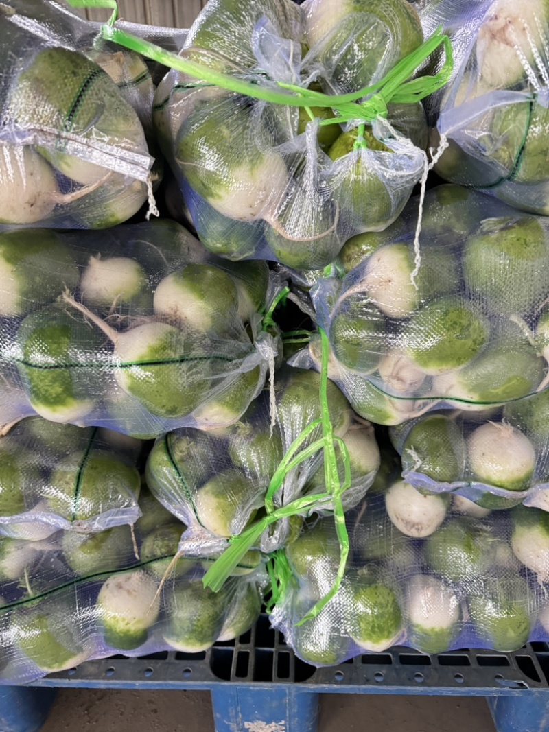 内黄圆青萝卜，产地直供，保质保量，对接大型商超量大优先