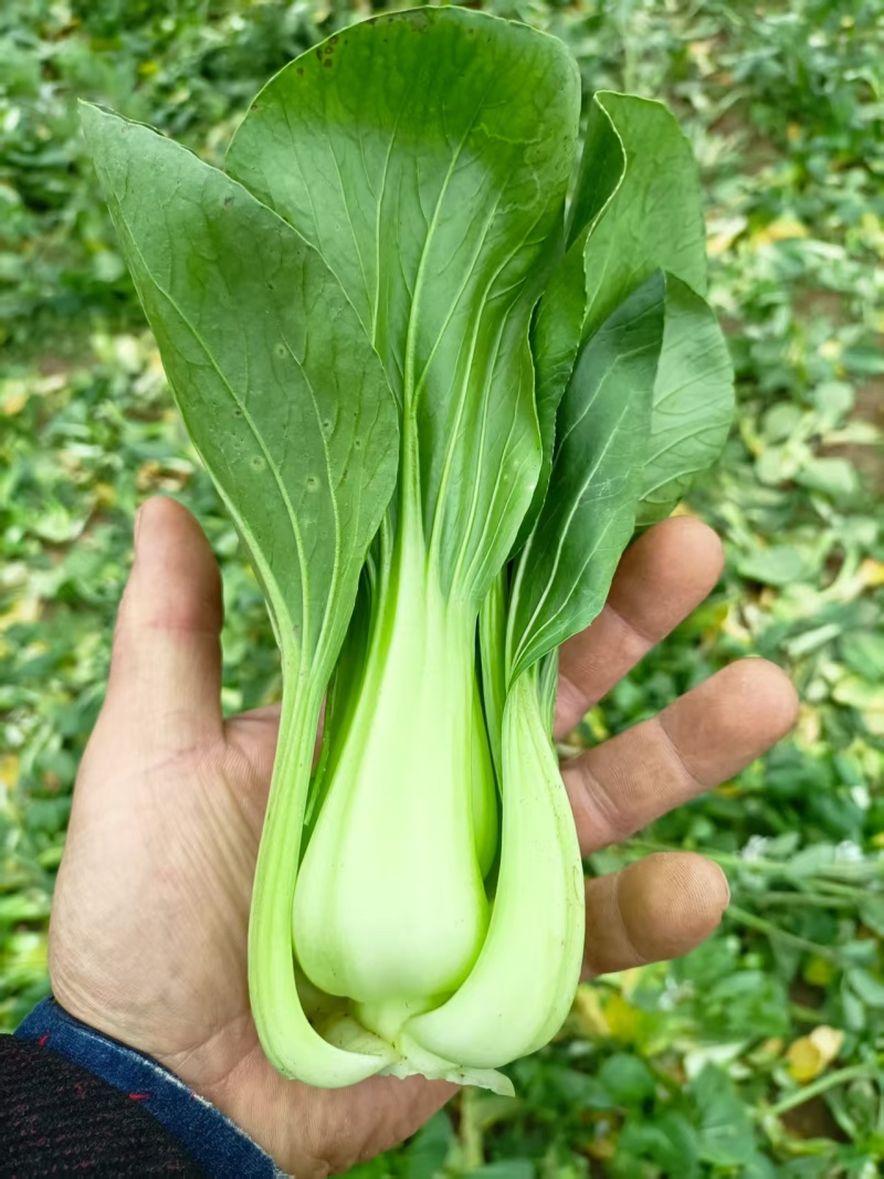 上海青甘肃