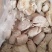 牛尿泡