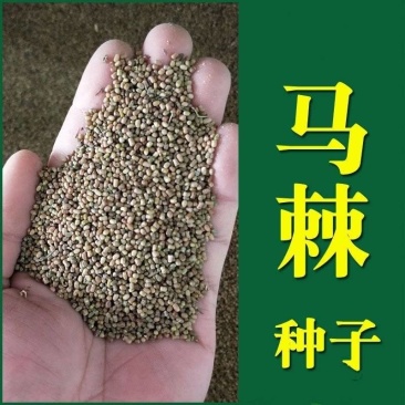 护坡种籽马棘种子别名野蓝枝子种子狼牙草种子保土护坡小灌木