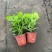 无尽夏绣球花苗盆栽阳台植物四季鲜花大八仙花带花苞老桩室内
