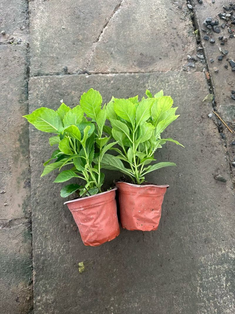 无尽夏绣球花苗盆栽阳台植物四季鲜花大八仙花带花苞老桩室内
