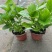 无尽夏绣球花苗盆栽阳台植物四季鲜花大八仙花带花苞老桩室内