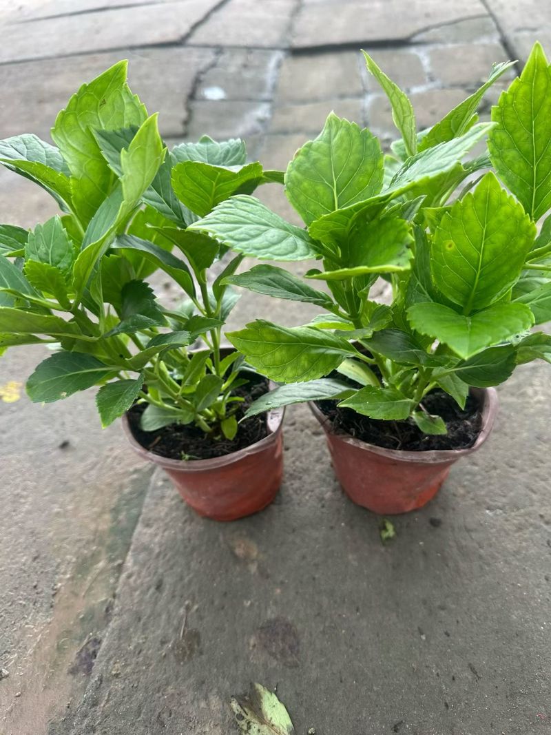 无尽夏绣球花苗盆栽阳台植物四季鲜花大八仙花带花苞老桩室内