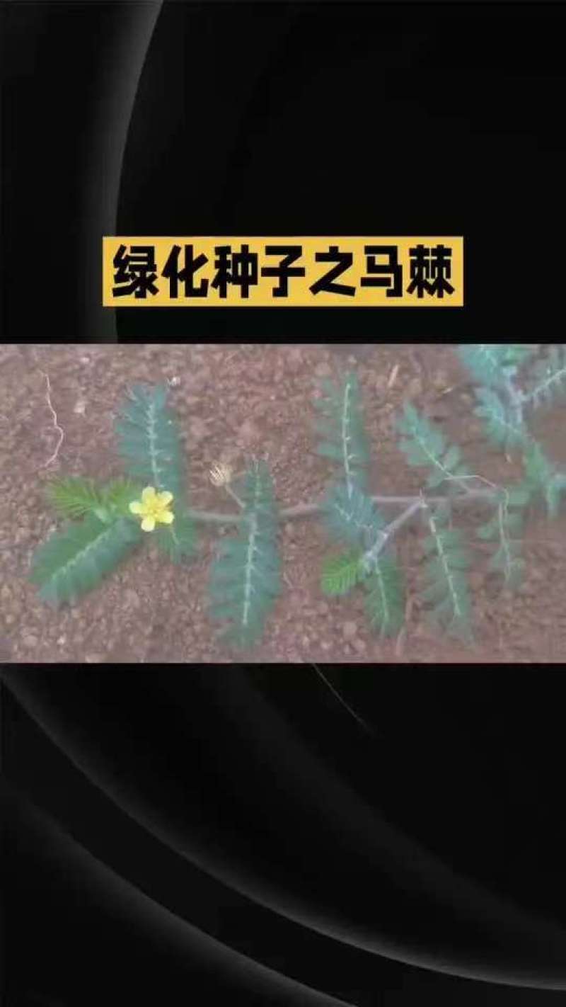 护坡种籽马棘种子别名野蓝枝子种子狼牙草种子保土护坡小灌木