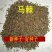 护坡种籽马棘种子别名野蓝枝子种子狼牙草种子保土护坡小灌木