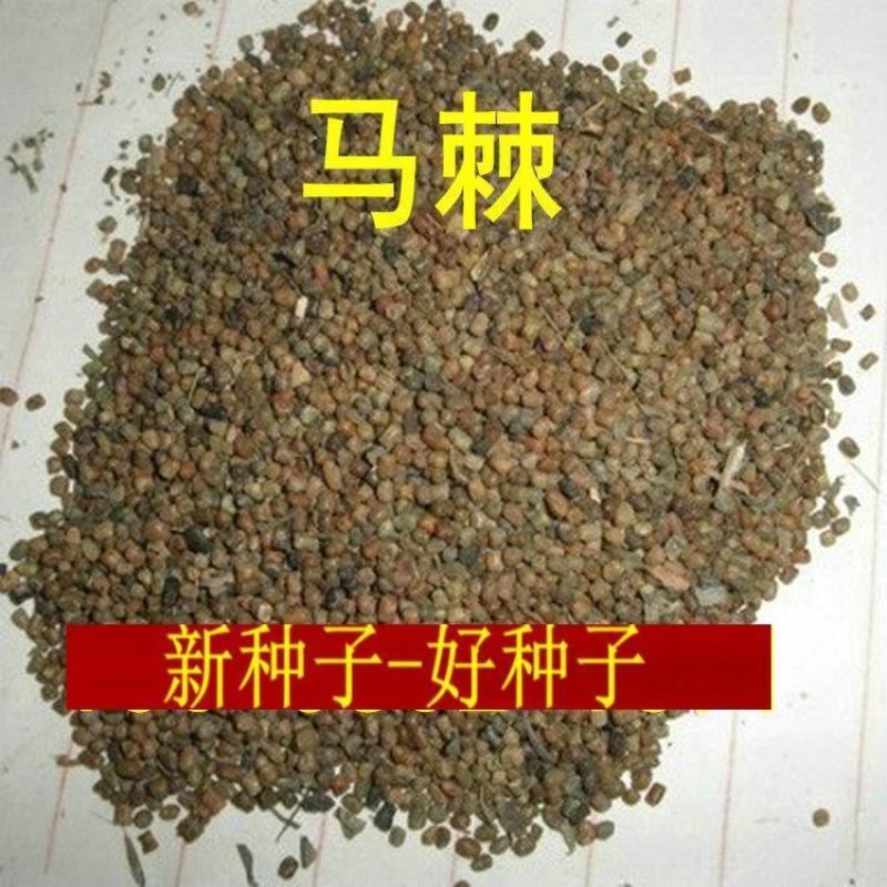 护坡种籽马棘种子别名野蓝枝子种子狼牙草种子保土护坡小灌木