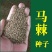 护坡种籽马棘种子别名野蓝枝子种子狼牙草种子保土护坡小灌木