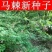 护坡种籽马棘种子别名野蓝枝子种子狼牙草种子保土护坡小灌木