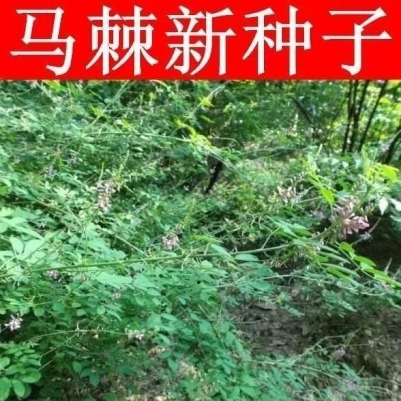 护坡种籽马棘种子别名野蓝枝子种子狼牙草种子保土护坡小灌木