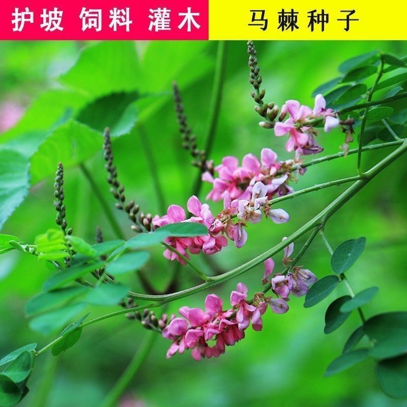 护坡种籽马棘种子别名野蓝枝子种子狼牙草种子保土护坡小灌木