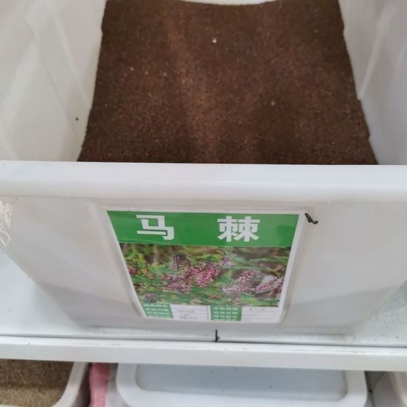 护坡种籽马棘种子别名野蓝枝子种子狼牙草种子保土护坡小灌木