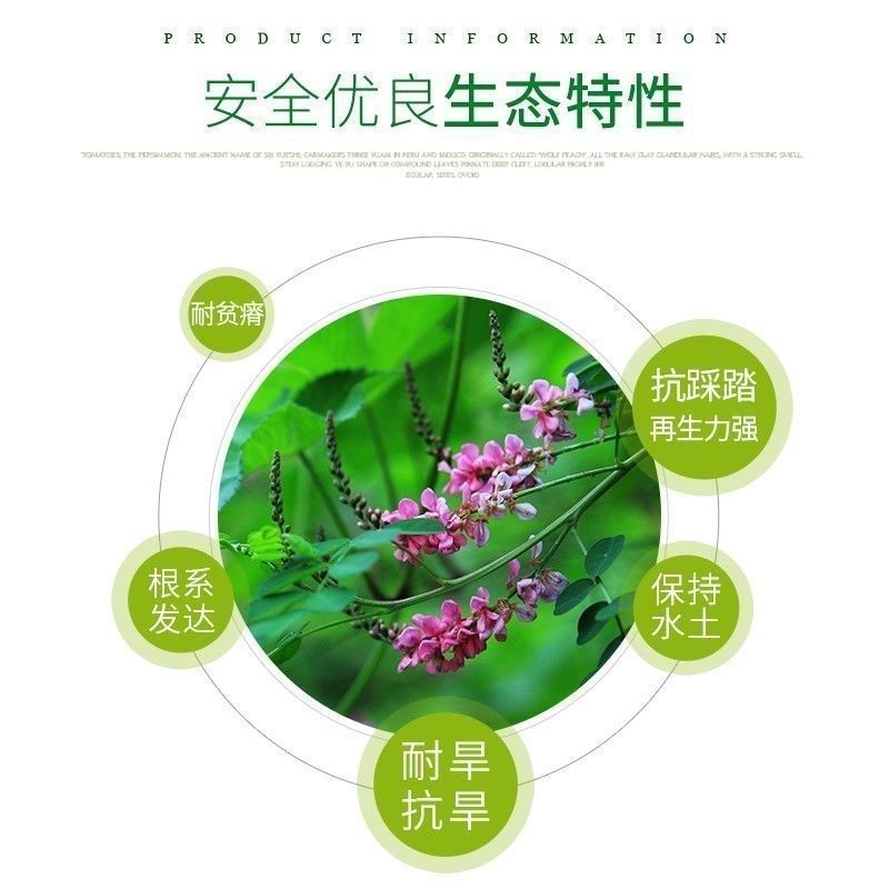 护坡种籽马棘种子别名野蓝枝子种子狼牙草种子保土护坡小灌木