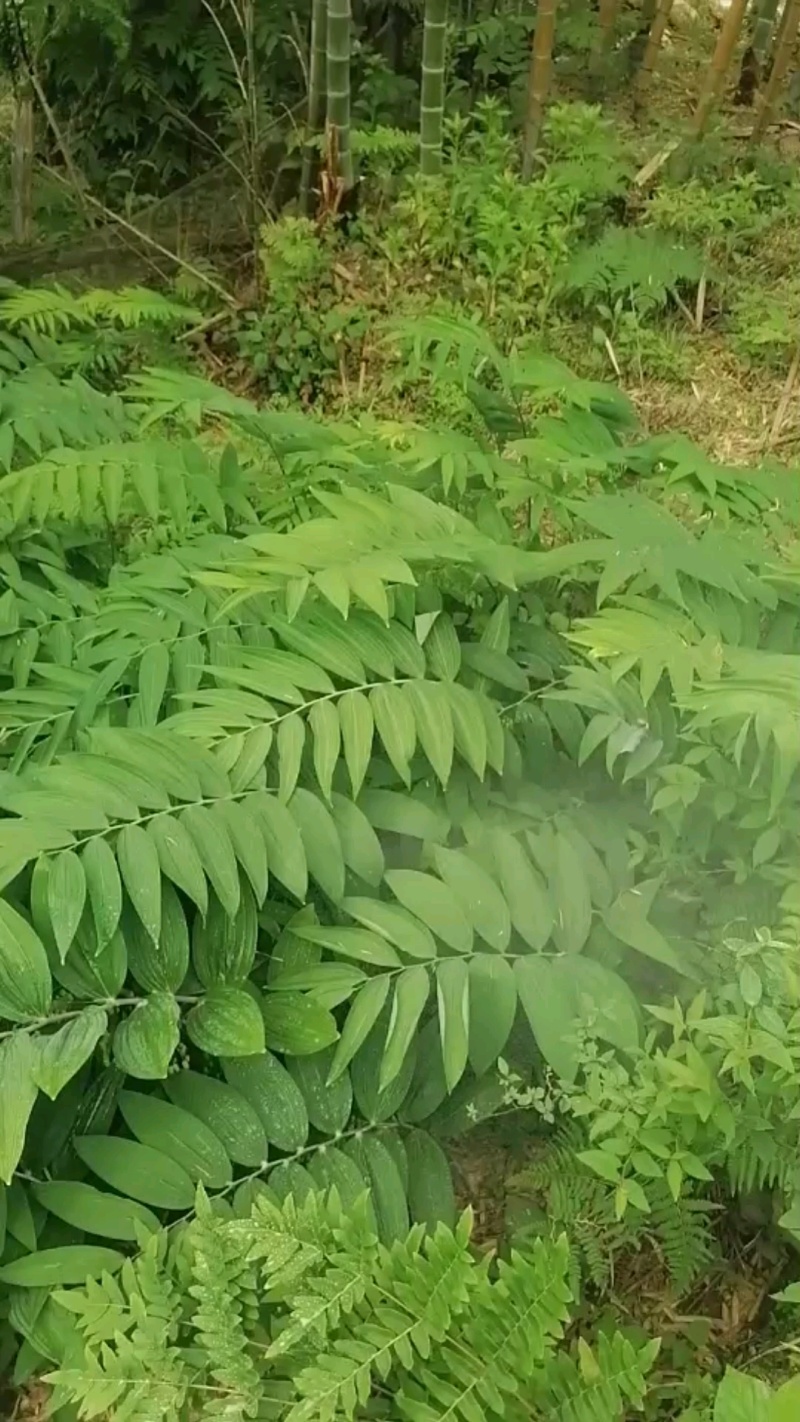 玉竹尾参