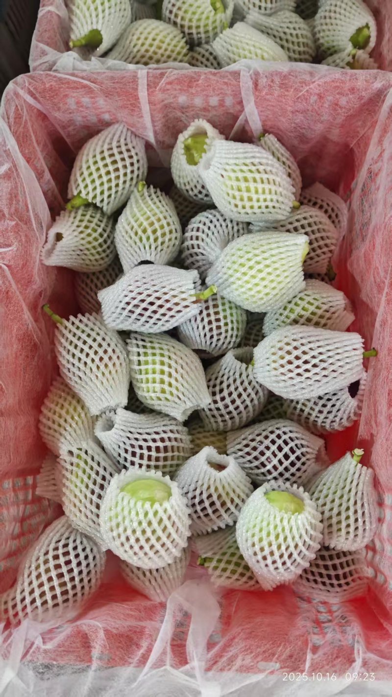 云南无花果空运包装大规模种植保质保量价格实惠运输便利电联