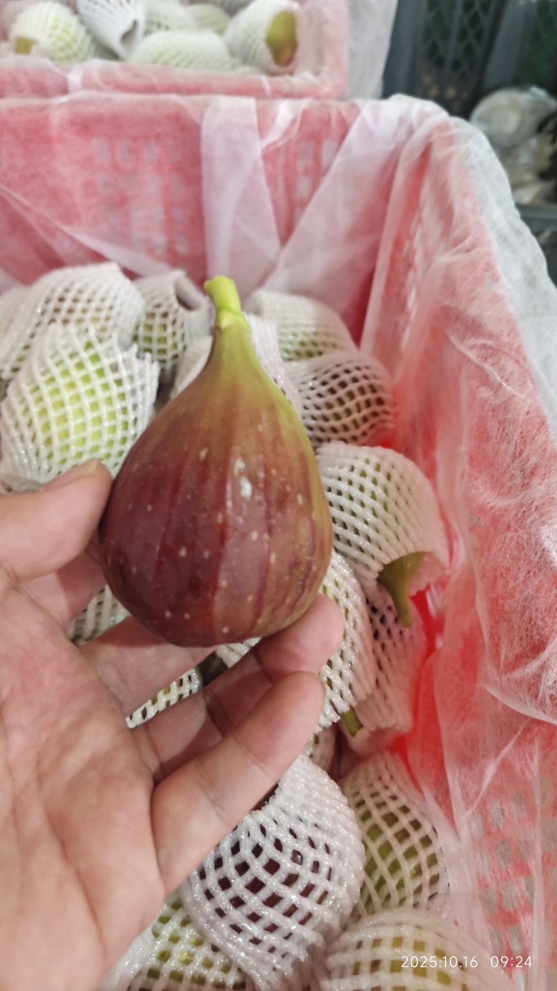 云南无花果空运包装大规模种植保质保量价格实惠运输便利电联