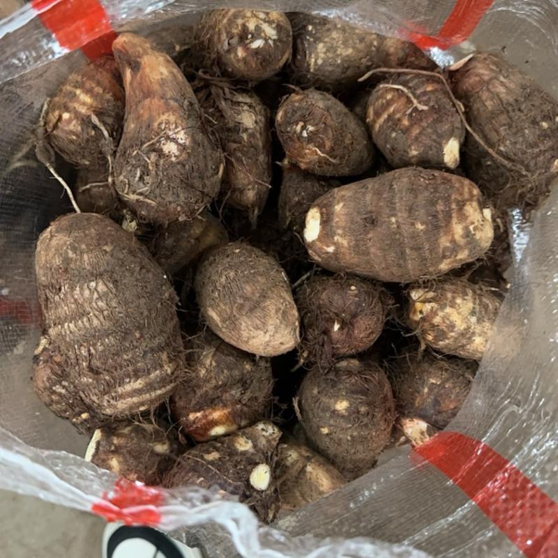 《实力》芋头产地豆包芋头大量上市产地常随到随装