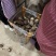 《实力》芋头产地豆包芋头大量上市产地常随到随装