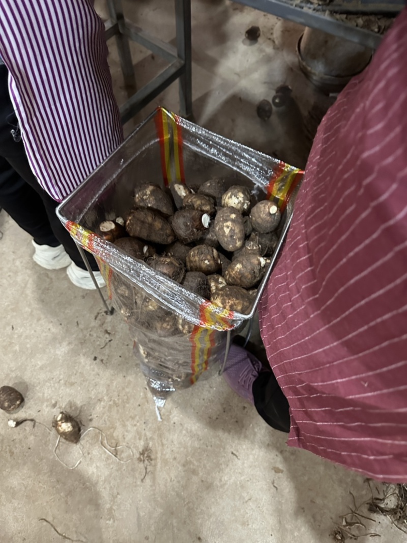 《实力》芋头产地豆包芋头大量上市产地常随到随装