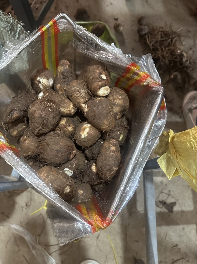 《实力》芋头产地豆包芋头大量上市产地常随到随装