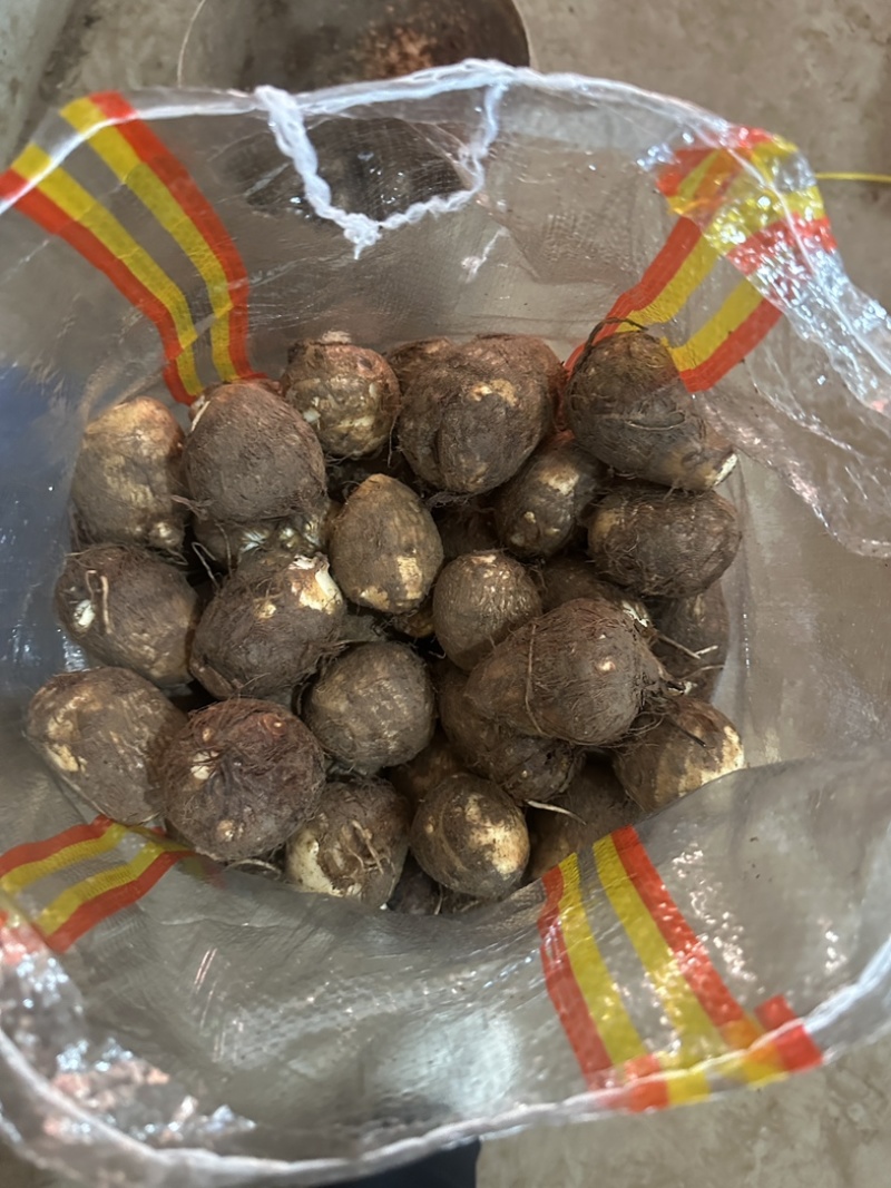 《实力》芋头产地豆包芋头大量上市产地常随到随装