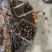 《实力》芋头产地豆包芋头大量上市产地常随到随装