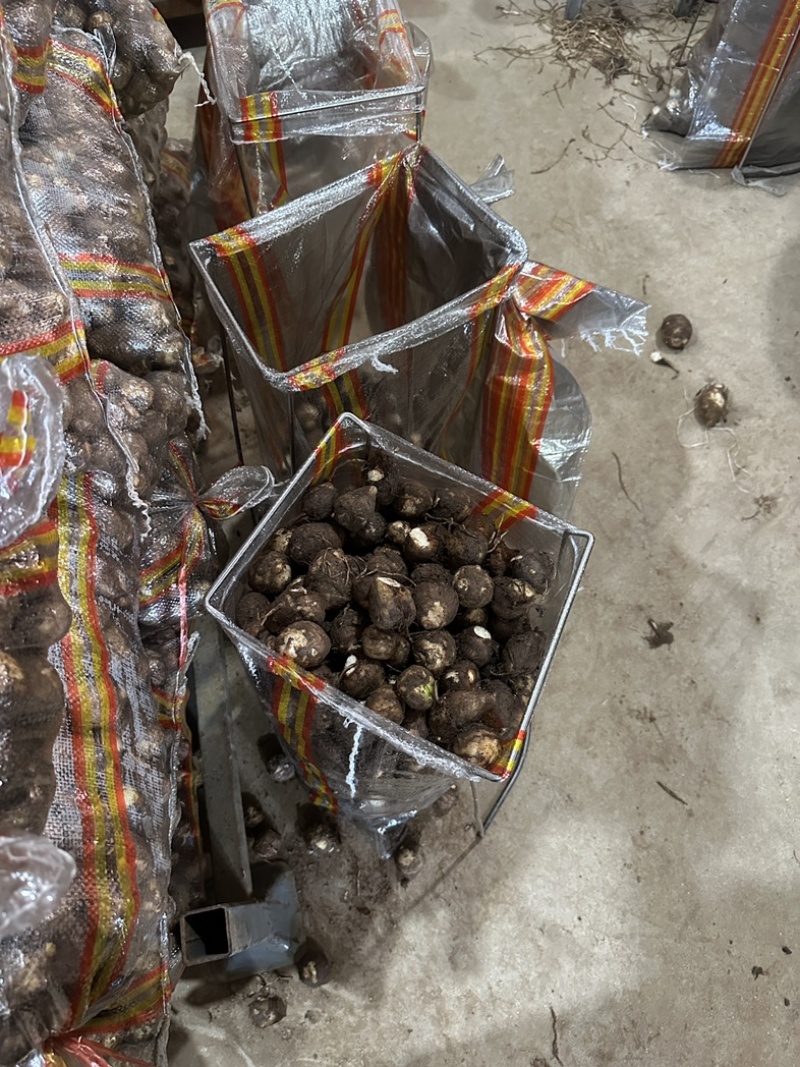 《实力》芋头产地豆包芋头大量上市产地常随到随装