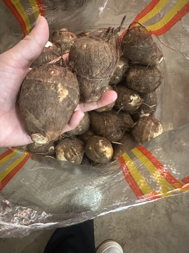 《实力》芋头产地豆包芋头大量上市产地常随到随装