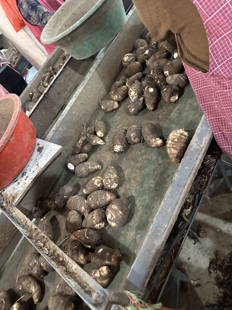 《实力》芋头产地豆包芋头大量上市产地常随到随装