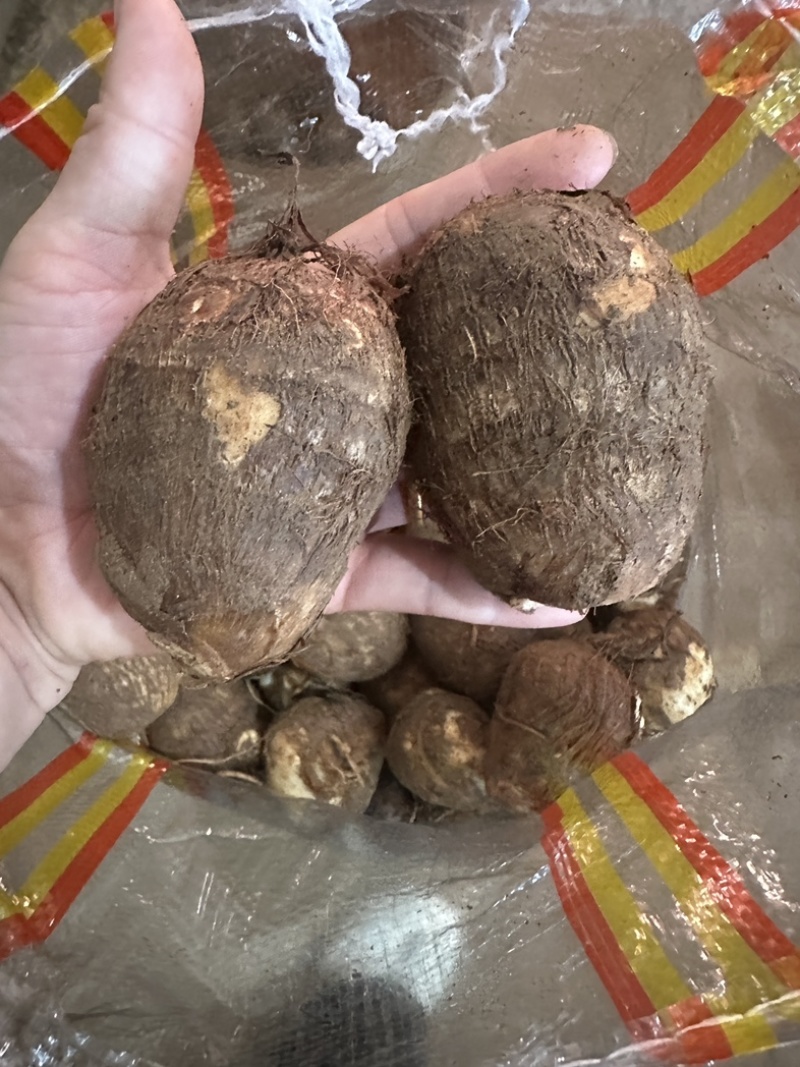 《实力》芋头产地豆包芋头大量上市产地常随到随装