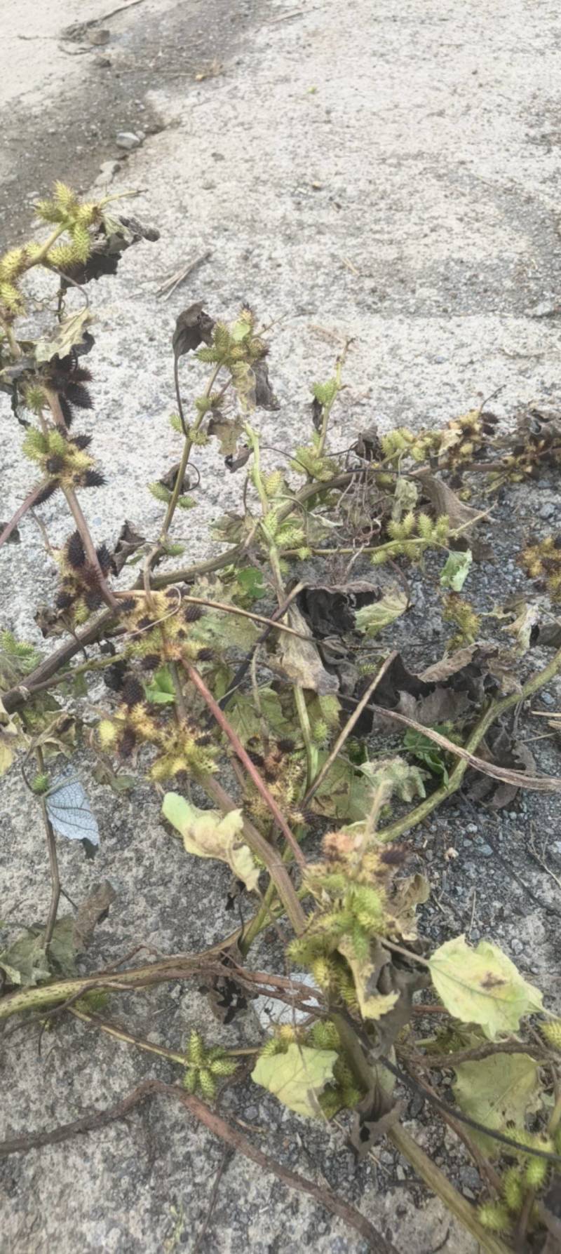 我们中药材野生苍耳子