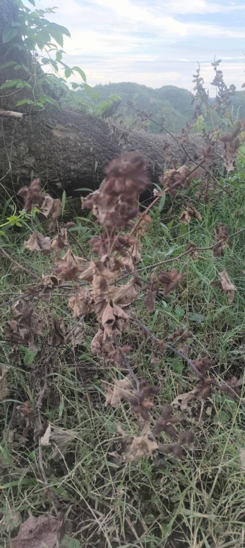 我们中药材野生苍耳子