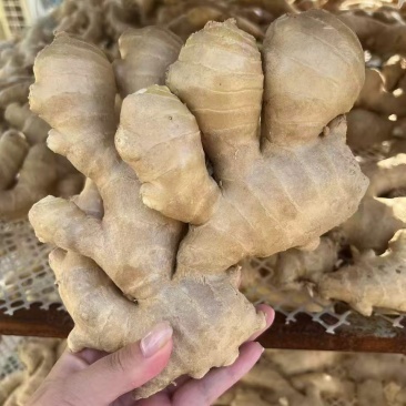 安丘工厂直供,姜/生姜/黄姜/大黄姜/高端精品货对接超市