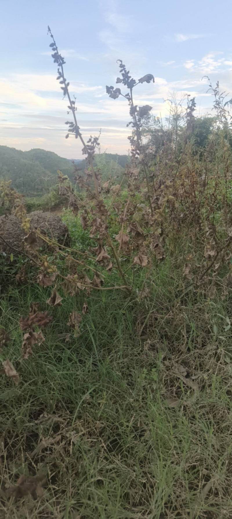 我们中药材野生苍耳子