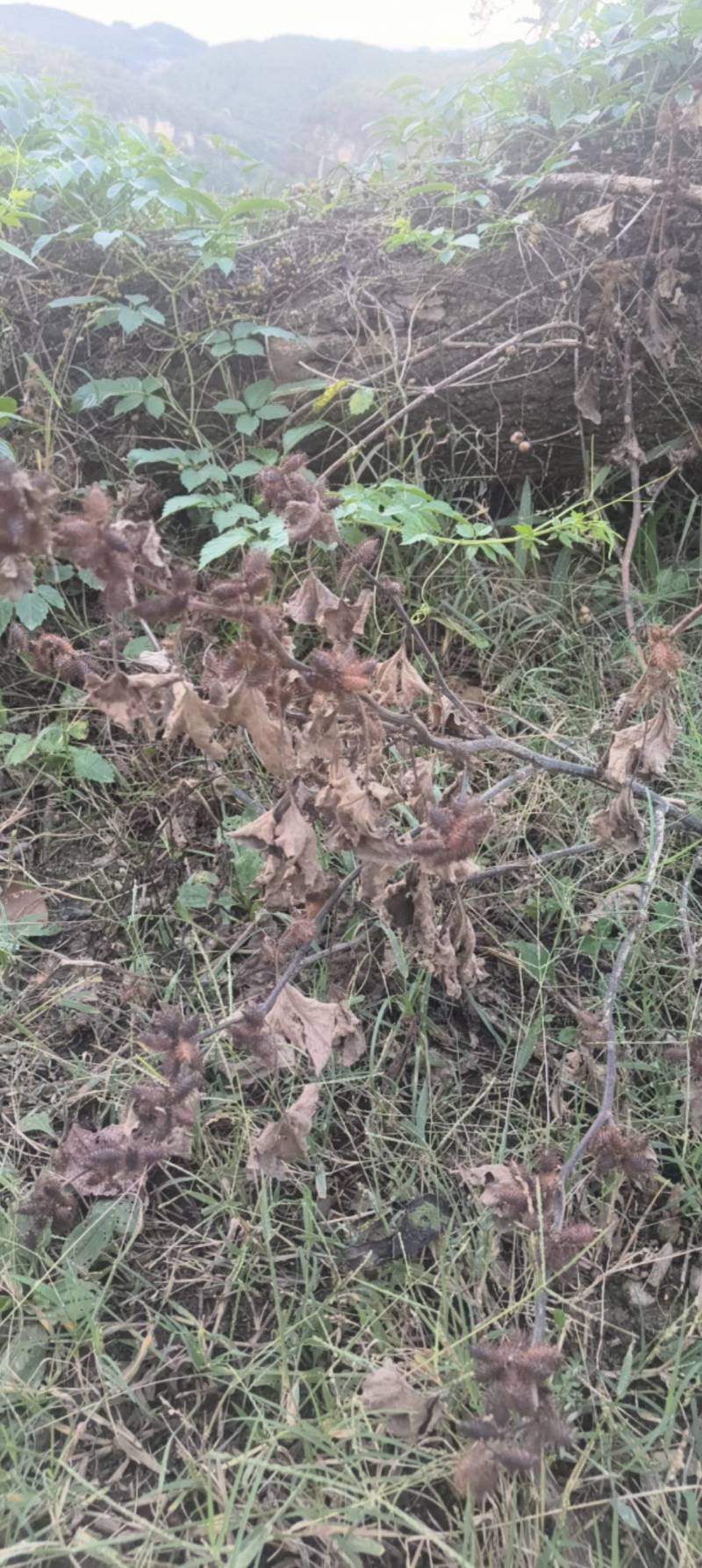 我们中药材野生苍耳子