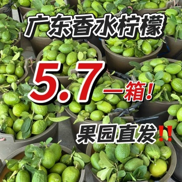 广东柠檬批发
