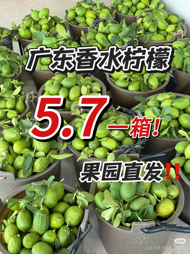 广东柠檬批发