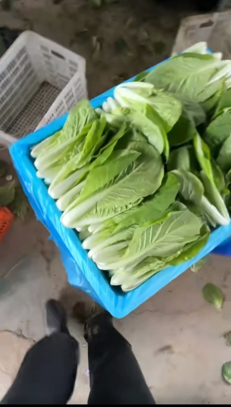 山东精品小白菜卖相好口感好服务周到对接全国商超