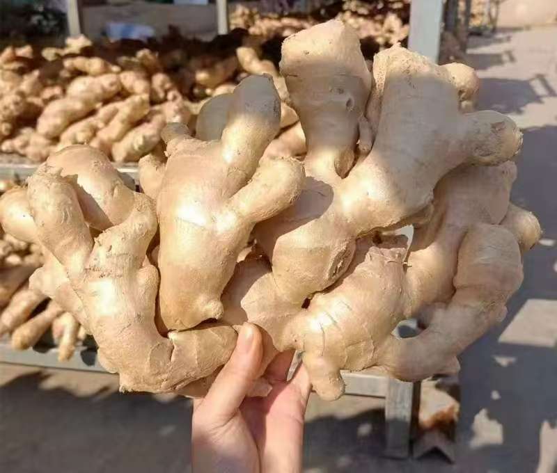 安丘工厂直供姜/生姜/黄姜/大黄姜/高端精品货对接超市